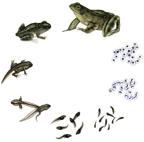 Common Frog Rana Temporaria Life Cycle Lizzie Harper
