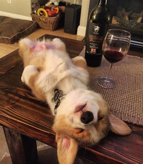18 Photos Of Puppies That Passed Out In The Most Hilarious Positions