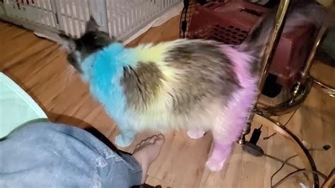 adorable rainbow coloured cat youtube