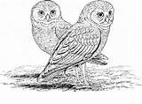 Owl Coloring Burrowing Designlooter Terrific Owls Pages 777px 1048 9kb sketch template