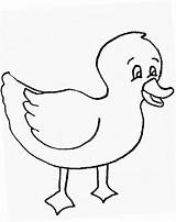 Outline Duck Rubber Comments Colouring Coloring sketch template