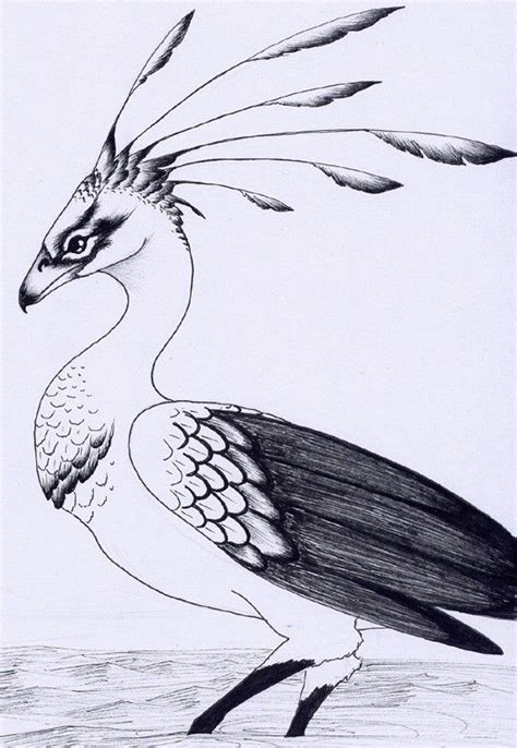 tatacmo  verreaux  deviantart mythical birds mythical creatures