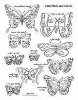 Coloring Butterflies Moths Exploringnature sketch template