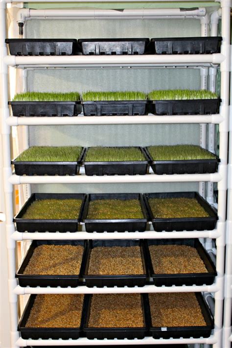 hydroponic fodder growth systems  human consumption  animal