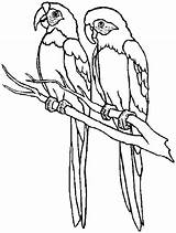 Parrot Parrots sketch template