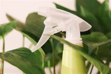 pro tips   clean plant leaves
