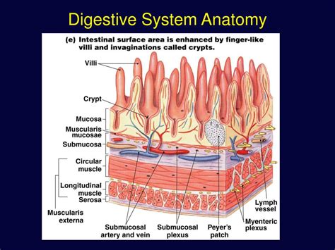 ppt the digestive system powerpoint presentation free
