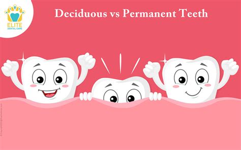 deciduous  permanent teeth elite dental care
