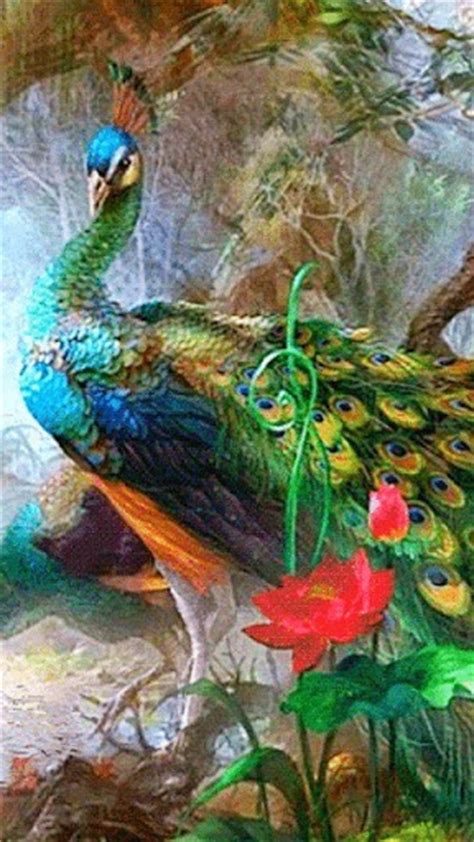 935 Best Images About Beautiful Peacocks On Pinterest