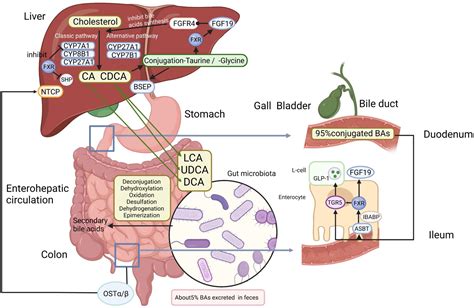 frontiers  role  gut microbiota bile acids axis   progression   alcoholic fatty