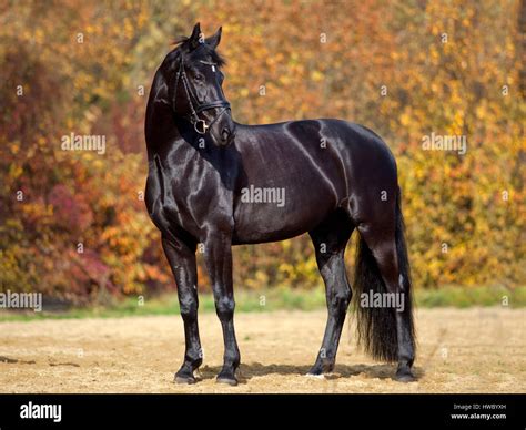 black horse portrait   colorful autumn leaves  background