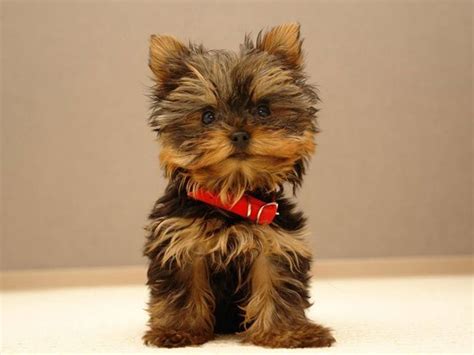 untitled cutest small dog breeds cute small dogs cute puppy wallpaper