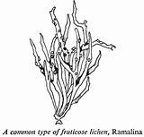 Lichen Fruticose Ramalina Common Type Teara Govt Nz sketch template