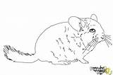 Chinchilla Draw Drawingnow Coloring sketch template