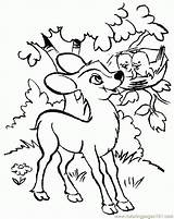 Coloring Deer Baby Deers Pages Popular Printable sketch template