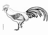 Coq Roosters Poules sketch template