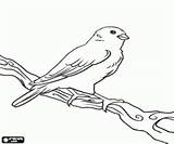 Canary Coloring Pages Printable Preschool Kids Toddler sketch template