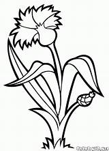 Coloring Cornflower Chaber Flower Kolorowanka Colorkid Lily Designlooter Kolorowanki 22kb 1000 Pages Flowers sketch template