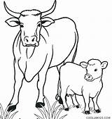 Coloring Pages Cattle Drive Getcolorings Cow Color sketch template