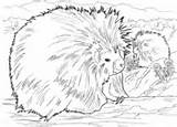 Porcupines Porcupine Coloring Pages Supercoloring Colorings Ies Category Holds Mushroom sketch template