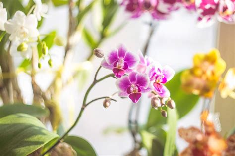 indoor flowering plants  add color   home