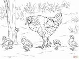 Coloring Hen Chicken Chicks Pages Rooster Drawing Printable Chickens Clipart Birds Nugget Colouring Animals Egg Mother Sketch Color Farm Kids sketch template