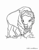 Bison Coloring Pages Animals Forest Color Wild Hellokids Sheets Animal Print Online sketch template