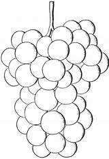 Grapes Coloring Grape Pages Color Printables Kids Varieties Hybrids Native Their Salem Very sketch template