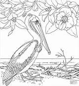 Pelicans sketch template
