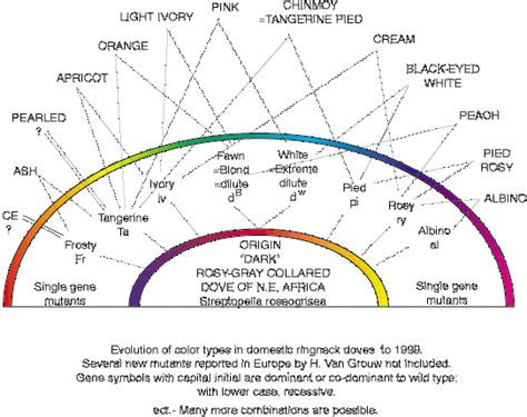 Eye Color Genetics Diagram Eye Color Photos