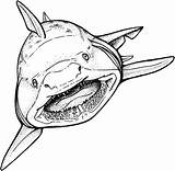 Shark Mako Drawing Coloring Getdrawings sketch template