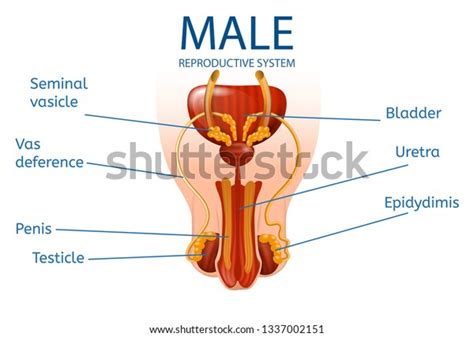 male reproductive system parts human anatomy