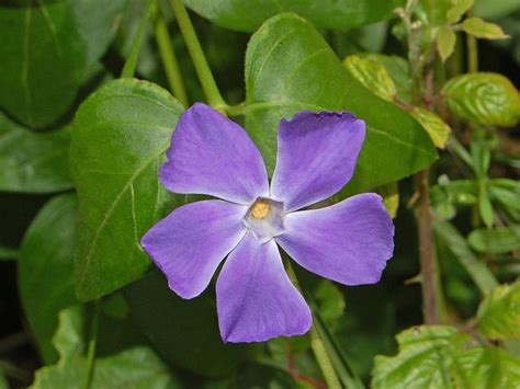 purple vinca vinca major plants planting flowers poisonous plants