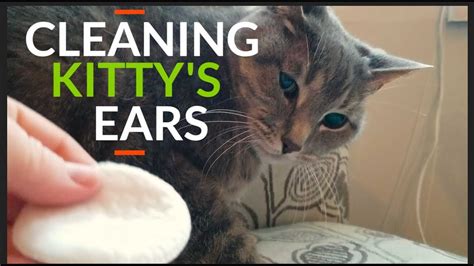 clean cats ears youtube