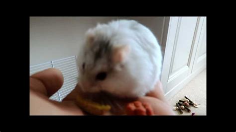 how to tame a russian dwarf hamster youtube