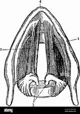 Vocal Cords Larynx Corde Vocale Vocales Cordes Droite Dessus Gauche Transversale Cartilages Above Auxquels sketch template