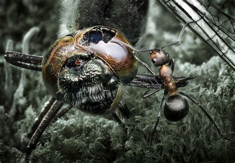 macro photography amazing ants world