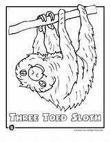 Rainforest Animals Coloring Pages Printable Endangered Color Jungle Sloth Kids Tropical Print Drawing Colouring Animal Clipart Birds Only Library Activities sketch template