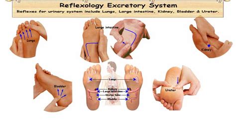 reflexology excretory system 5 organ reflexes for proper
