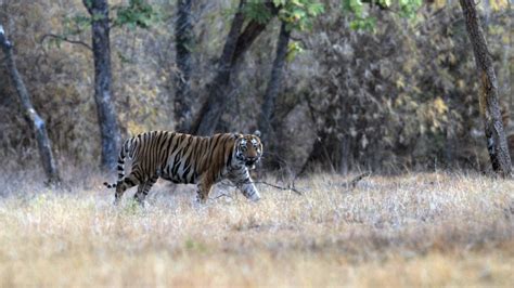 tiger numbers fine  vegetation declining  tiger reserves study