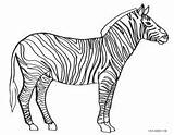 Zebra Coloring Pages Template Stripes sketch template