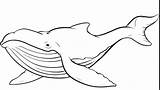 Whale Coloring Orca Humpback Pages Color Killer Getcolorings Clip Getdrawings sketch template