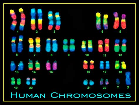 Human Chromosomes World Clock