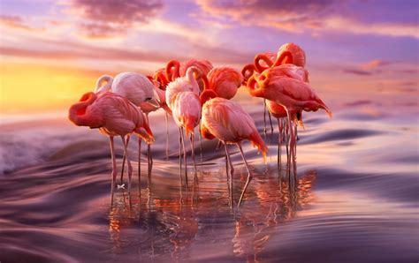 gorgeous flamingo pics  celebrate pink flamingo day bored panda