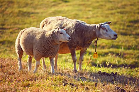 conseils pratiques pour reussir lelevage de moutons afirac