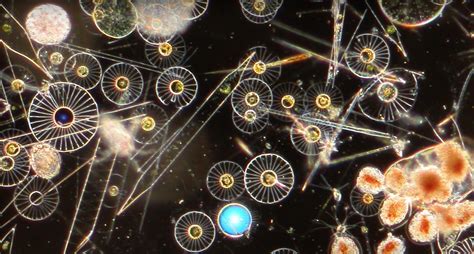 plankton video update schmidt ocean institute
