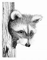 Stippling Raccoon Pen Ink Drawing Drawings Animals Stipple Style Animal Pointillism Pointillisme Stippled Racoon Illustration Paintings Dessin Dessins Pencil Dotted sketch template