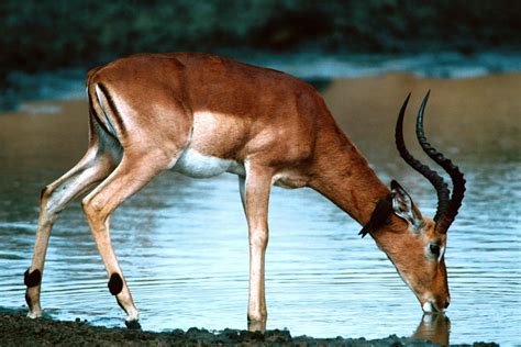 animal impala hd wallpaper