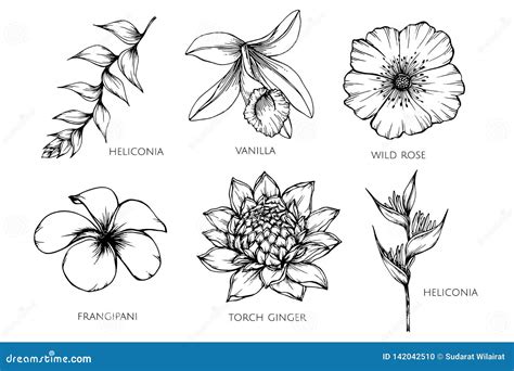 collection set  flower drawing illustration stock vector