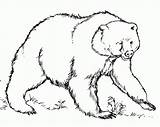 Coloring Bear American Pages Popular sketch template